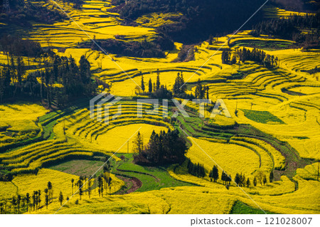 Yellow rapeseed (canola) flower field in spring, Luoping, China Yellow rapeseed (canola) flower field in spring, Luoping, China 121028007