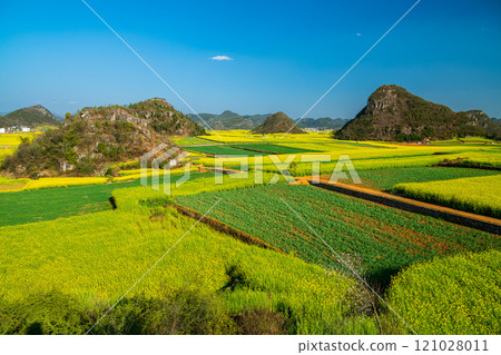 Yellow rapeseed (canola) flower field in spring, Luoping, China Yellow rapeseed (canola) flower field in spring, Luoping, China 121028011