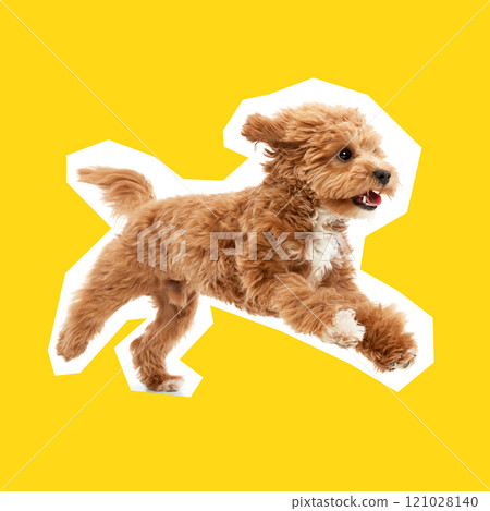 Adorable, playful, purebred Maltipoo puppy, dog cheerfully running, playing against bright yellow background 121028140