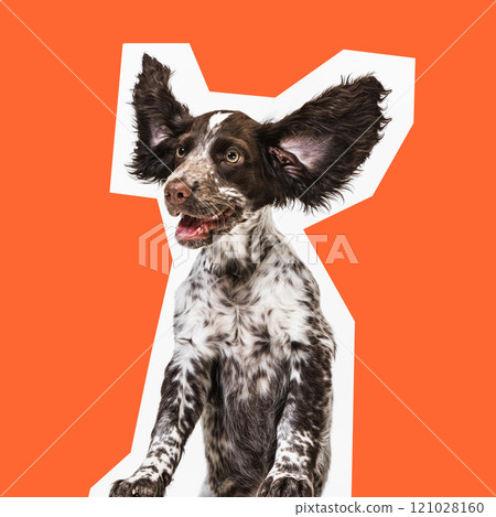 Purebred English springer spaniel dog with lifted up ears and cheerful muzzle expression, against orange background. Purebred English springer spaniel dog with lifted up ears and cheerful muzzle expression, against orange background. 121028160
