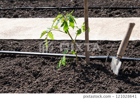 Tomato seedlings plant grown in beds with automatic watering or water dripping system in the home vegetable garden. Hose for watering and irrigation. 121028641