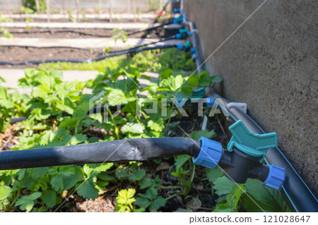 Strawberry plant grown in beds with automatic watering or water dripping system in the home vegetable garden. Hose for watering and irrigation. Strawberry plant grown in beds with automatic watering or water dripping system in the home vegetable garden. Hose for watering and irrigation. 121028647