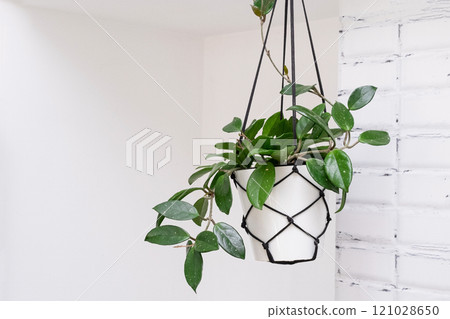 Hoya krohniana in a white pot in a wicker macrame planter hanging isolate on a white background. lacunosa heart leaf..Close-up of a plant. Waxy plant in a pot 121028650