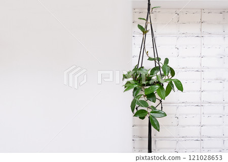 Hoya krohniana in a white pot in a wicker macrame planter hanging isolate on a white background. lacunosa heart leaf..Close-up of a plant. Waxy plant in a pot 121028653