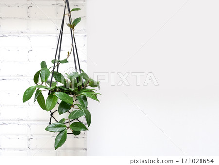 Hoya krohniana in a white pot in a wicker macrame planter hanging isolate on a white background. lacunosa heart leaf..Close-up of a plant. Waxy plant in a pot Hoya krohniana in a white pot in a wicker macrame planter hanging isolate on a white background. lacunosa heart leaf..Close-up of a plant. Waxy plant in a pot 121028654