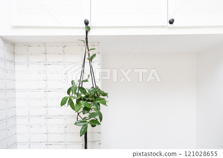 Hoya krohniana in a white pot in a wicker macrame planter hanging isolate on a white background. lacunosa heart leaf..Close-up of a plant. Waxy plant in a pot Hoya krohniana in a white pot in a wicker macrame planter hanging isolate on a white background. lacunosa heart leaf..Close-up of a plant. Waxy plant in a pot 121028655