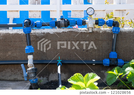 Seedlings plant grown in beds with automatic watering or water dripping system in the home vegetable garden. Hose for watering and irrigation. 121028656