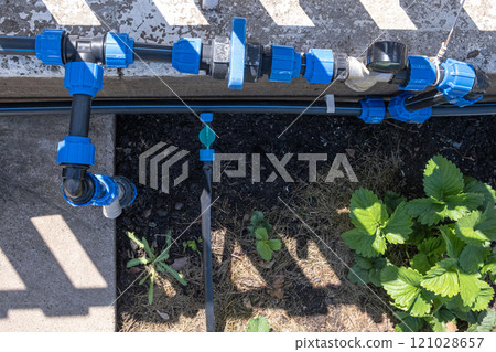 Strawberry plant grown in beds with automatic watering or water dripping system in the home vegetable garden. Hose for watering and irrigation. Strawberry plant grown in beds with automatic watering or water dripping system in the home vegetable garden. Hose for watering and irrigation. 121028657