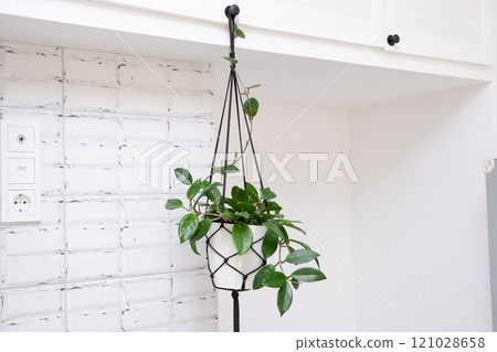 Hoya krohniana in a white pot in a wicker macrame planter hanging isolate on a white background. lacunosa heart leaf..Close-up of a plant. Waxy plant in a pot Hoya krohniana in a white pot in a wicker macrame planter hanging isolate on a white background. lacunosa heart leaf..Close-up of a plant. Waxy plant in a pot 121028658