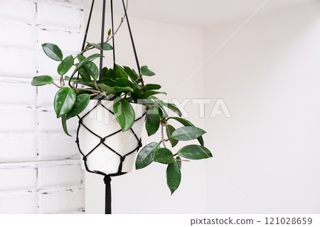 Hoya krohniana in a white pot in a wicker macrame planter hanging isolate on a white background. lacunosa heart leaf..Close-up of a plant. Waxy plant in a pot Hoya krohniana in a white pot in a wicker macrame planter hanging isolate on a white background. lacunosa heart leaf..Close-up of a plant. Waxy plant in a pot 121028659