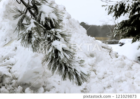 Pine branches weigh down with fresh snow above massive snowbank in serene winter setting. Pine branches weigh down with fresh snow above massive snowbank in serene winter setting. 121029873