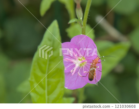 small insect pollinating flowers small insect pollinating flowers 121030608