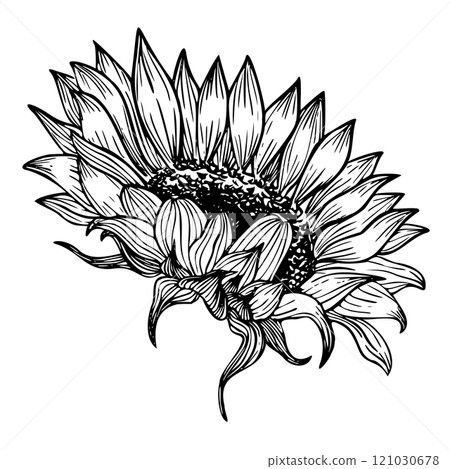 Vector Sunflower outline Illustration. Seasonal autumn Flower painted by black inks for harvest festival invitations or fall greeting card. Line art floral etching for icon or logo. 121030678