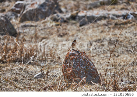 Bird stands on red stone surrounded dry grass in natural habitat. Bird stands on red stone surrounded dry grass in natural habitat. 121030696