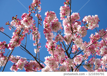 Tamanawa cherry blossoms in full bloom swaying in gentle breeze 121030791