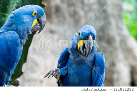 beautiful parrots in a park beautiful parrots in a park 121031298