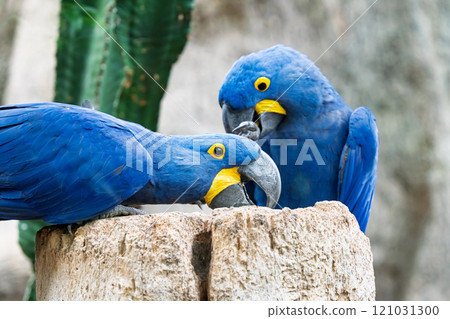 beautiful parrots in a park 121031300