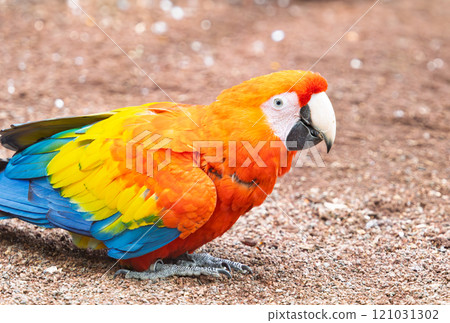 beautiful parrots in a park beautiful parrots in a park 121031302