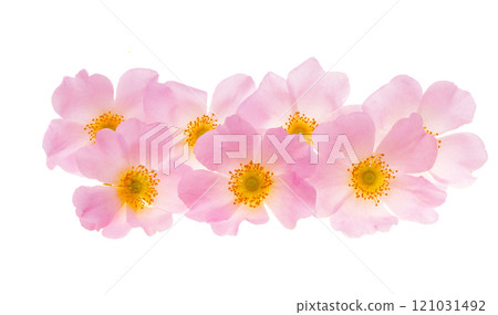rose hip isolated rose hip isolated 121031492