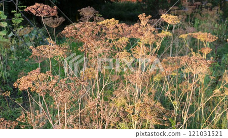 dry brown dill stems on a bed with seed umbels, ripening and natural seeding of dill plant in the garden, dill seed harvest time 121031521