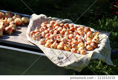 Onions spread out to dry on a towel in the garden on a sunny day 121032016