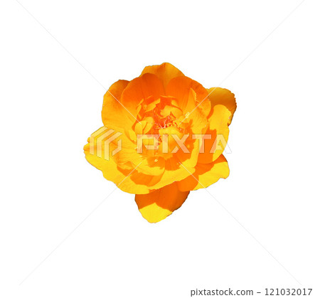 Orange globeflower flower in sunlight on white background - isolate for packaging design, postcards, invitations 121032017