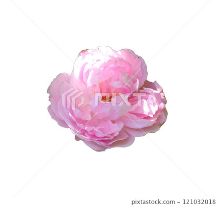 Pink peony rose flower on white background - isolate for packaging design, postcards, invitations 121032018