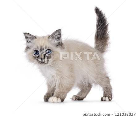 Sacred Birman cat kitten on white background Sacred Birman cat kitten on white background 121032027