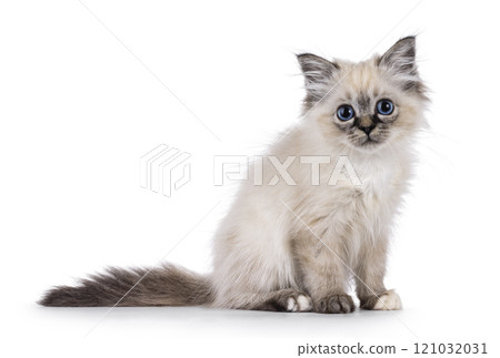 Sacred Birman cat kitten on white background 121032031