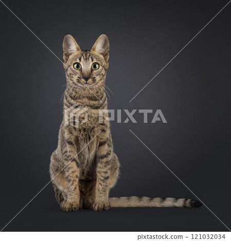Savannah cat on black background Savannah cat on black background 121032034