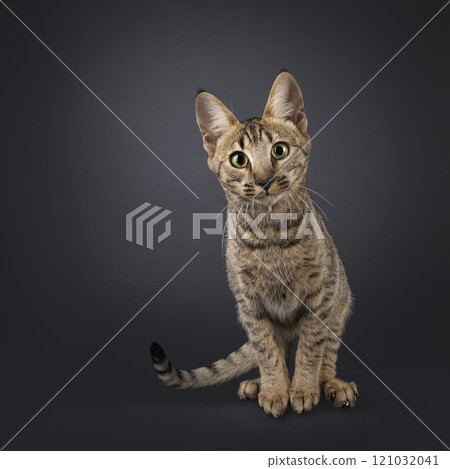 Savannah cat on black background 121032041
