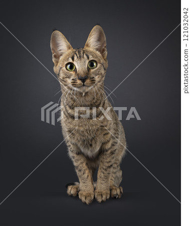 Savannah cat on black background 121032042