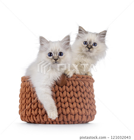 Birman cat kittens on white background 121032043
