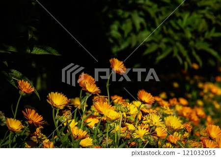 Close up shoot of beautiful Egyptian yellow and orange flowers Close up shoot of beautiful Egyptian yellow and orange flowers 121032055