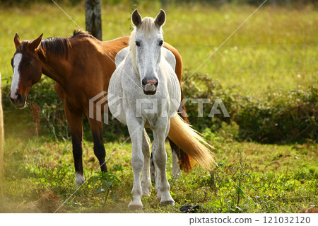 Close-up of a beautiful purebred horse outdoors grazing grass 121032120