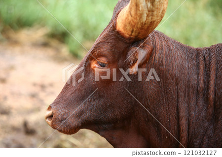 a group of ankole watusi animals outdoors 121032127