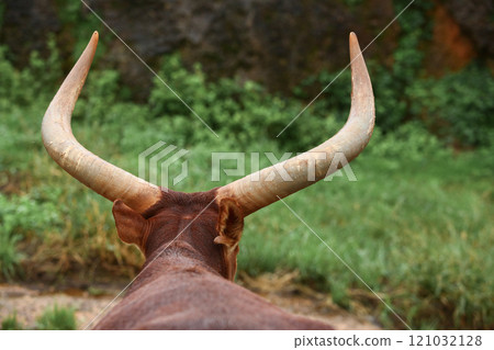 a group of ankole watusi animals outdoors 121032128