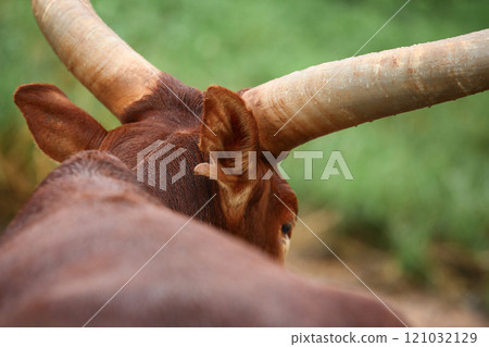 a group of ankole watusi animals outdoors 121032129