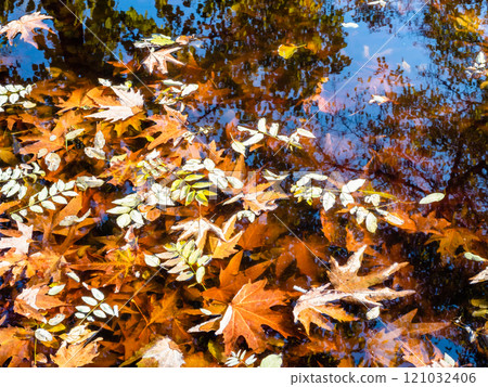 fallen leaves on dark water and sunken leaves 121032406
