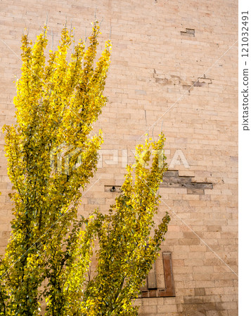 branches of tree with yellow leaves and wall branches of tree with yellow leaves and wall 121032491