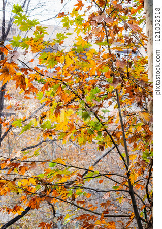 colorful leaves of plane tree in city in twilight colorful leaves of plane tree in city in twilight 121032518