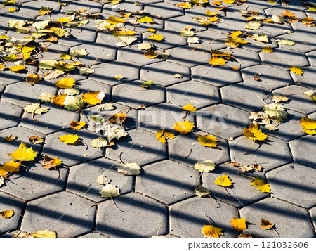 fallen yellow poplar leaves on stone tile pavement 121032606