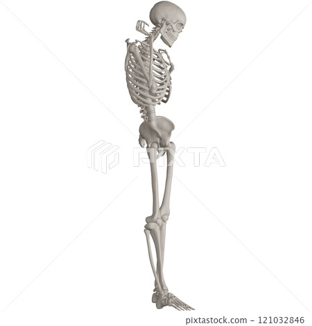 Posing skeleton with transparent background 121032846