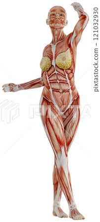 肌肉發達的女性身體擺姿勢，背景透明 121032930