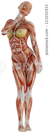 肌肉發達的女性身體擺姿勢，背景透明 121032933