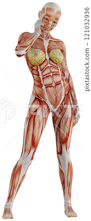 Posing female muscular body, transparent background Posing female muscular body, transparent background 121032936