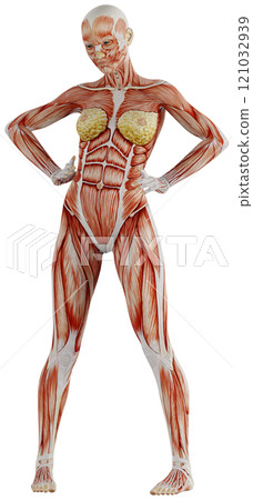 肌肉發達的女性身體擺姿勢,背景透明 肌肉發達的女性身體擺姿勢,背景透明 121032939