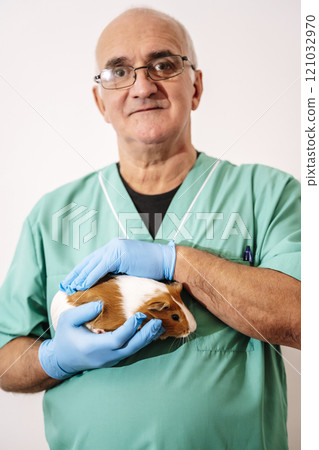 Veterinarian doctor holding pet guinea pig in clinic on empty white background. Veterinary and pet treatment Veterinarian doctor holding pet guinea pig in clinic on empty white background. Veterinary and pet treatment 121032970