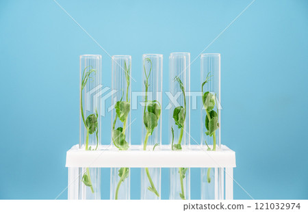 Bioengineering lab. Plant in a test tube in a scientific laboratory 121032974
