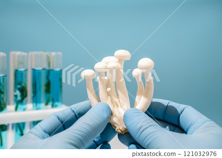 Mushroom in science lab. Biotechnology and medicine concept Mushroom in science lab. Biotechnology and medicine concept 121032976